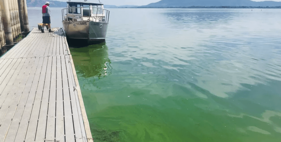 Озеро, озеро в США, зелене озеро, видно з космосу, водорості, супутниковий знімок, центр риболовлі, велике озеро, NASA