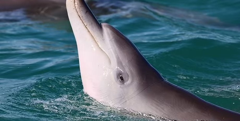 война в Украине, дельфины, черное море, патруль, дснс, патрулирование