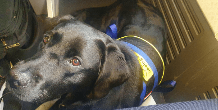 Собака-поводырь, пес-поводырь, слепота, инвалидность, компенсация, такси, Uber, арбитрадж