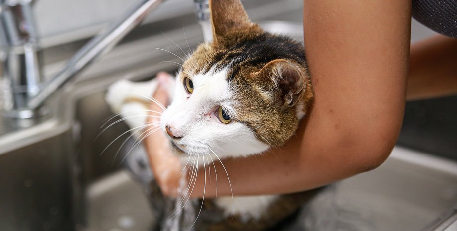 кошки не любят воду