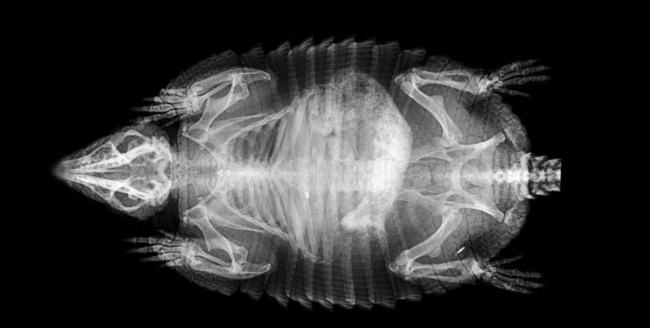 Щетинистый броненосец (Chaetophractus villosus) ZSL London Zoo