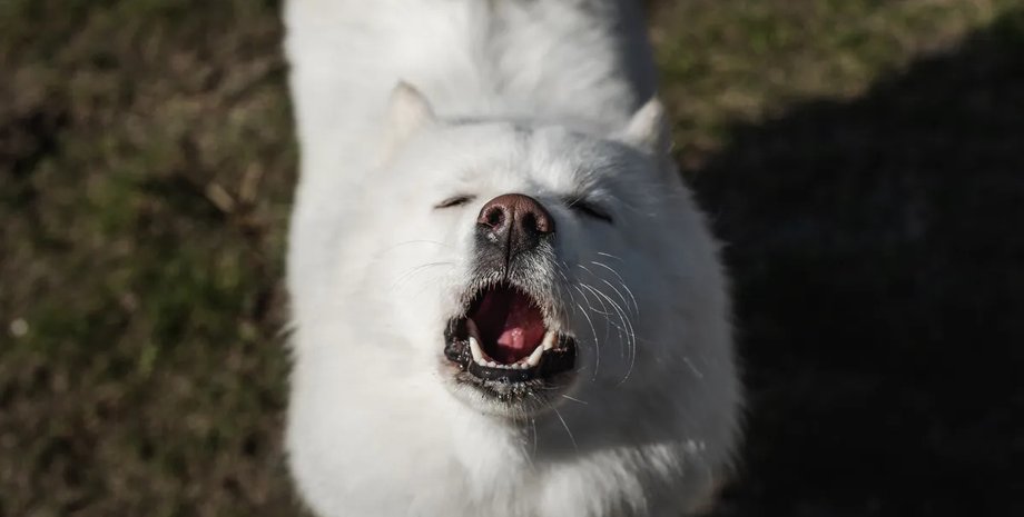 гавкіт собаки