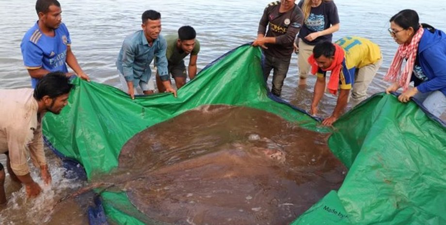 гигантский скат