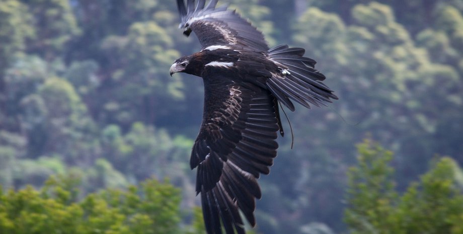 Клинохвостый орел / Фото: takefon.com