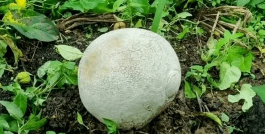 Огромный гриб, Головач гигантский, Calvatia gigantea, фермер нашел гриб, редкий гриб, дорогой гриб, опасный гриб,