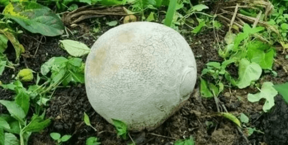 Огромный гриб, Головач гигантский, Calvatia gigantea, фермер нашел гриб, редкий гриб, дорогой гриб, опасный гриб,