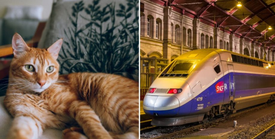 Владелица объяснила, что кот лишь несколько раз мяукнул