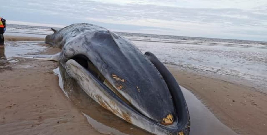 Кит, побережье, берег, животное, спасители,