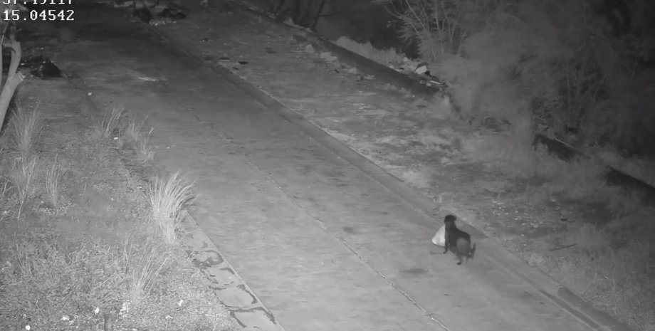 Итальянец научил своего пса незаконно выбрасывать мусор собака