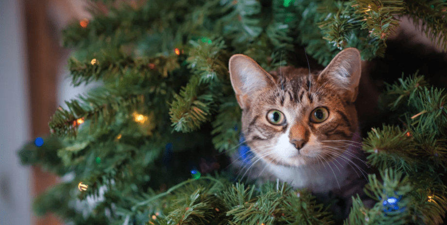 Кот и елка Рождество, Новый год, кот, елка
