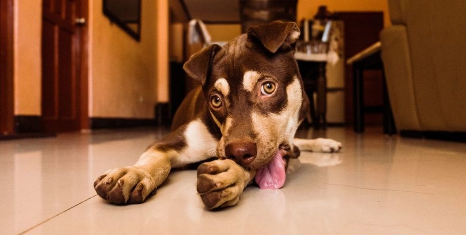 собака, дом, комната, фото