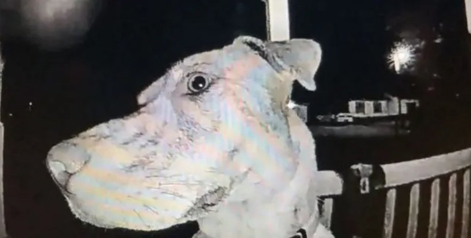 собака, дверной звонок