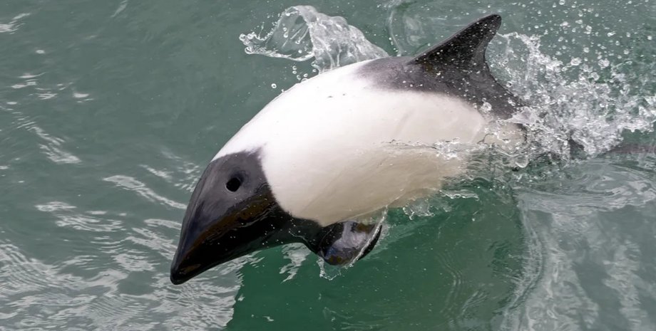дельфін, дельфін панда