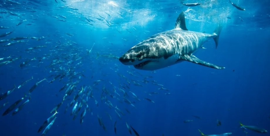 акула, большая белая акула