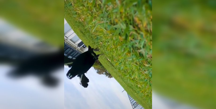 дрон, беспилотник, сорока, нападение