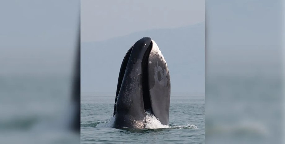 гренландський кит пащу