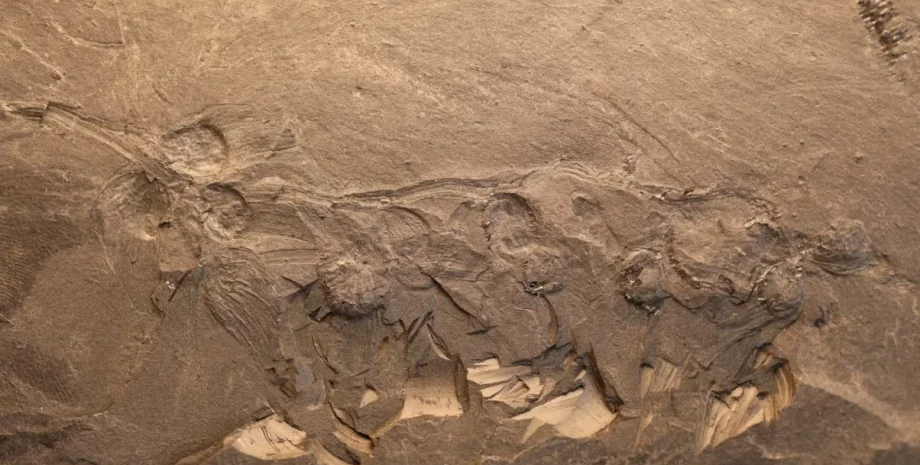 древнейший цветок, цветок, растение, старейшее растение, палеонтология, палеонтолог, китай, находка, цветочное растение, покрытосеменные, эволюция растений, исследования