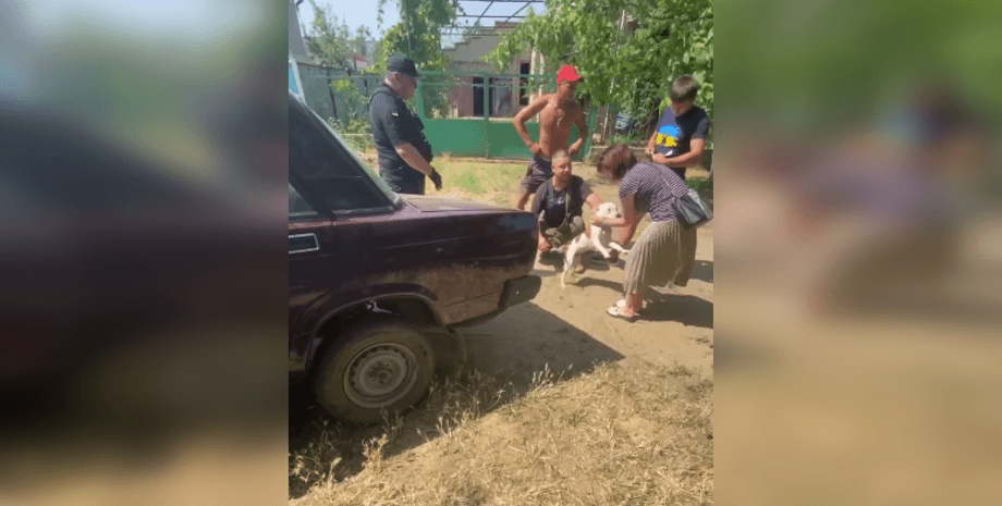 вкрали собаку, викрадення собаки, вкрали собаку в Білгороді-Дністровському, собака