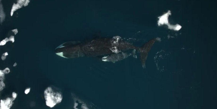 кит, гренландский кит
