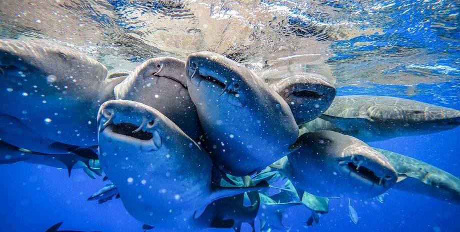 акулы няньки