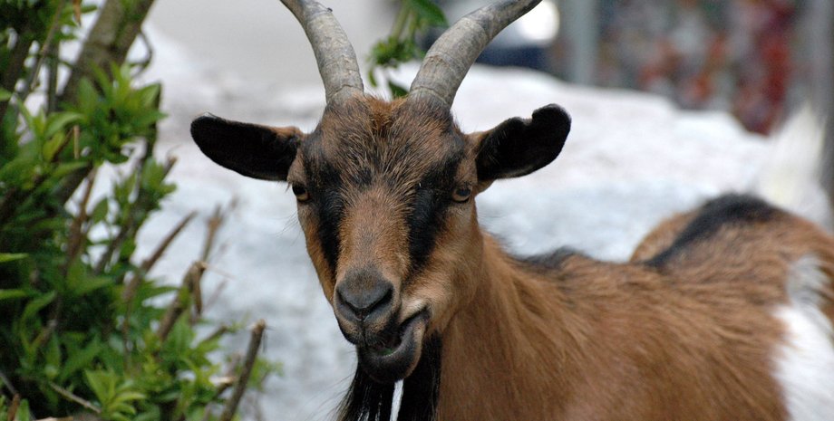 коза, козел, угнал авто для козы, судебное дело, приговор суда