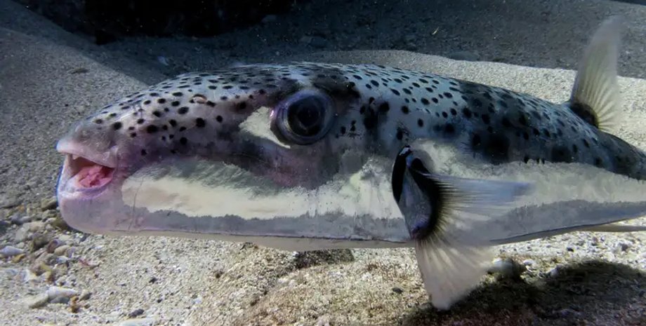 тетраодон серебристый опасность