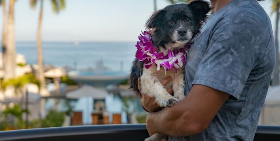 Гаваї, Собачий розплідник, Конкурс, Готель, Собаки