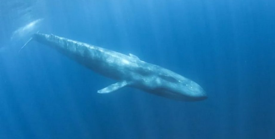 Карликовий синій кит