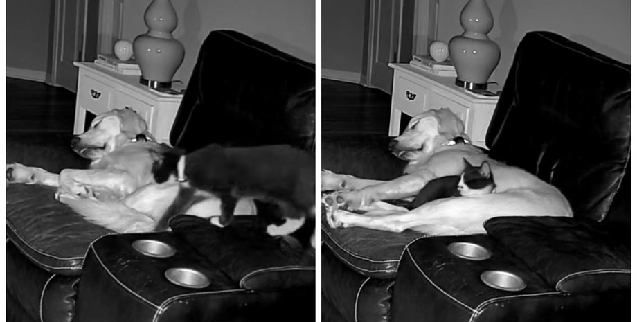 Безпритульне кошеня знайшло новий дім: його вечірній ритуал з собакою став вірусним