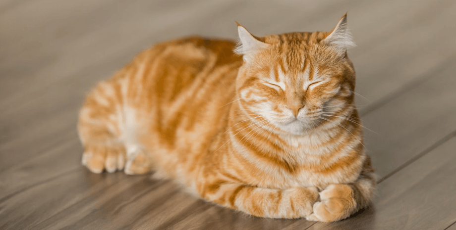 кот, злость, обида, поведение котов, кот обижается