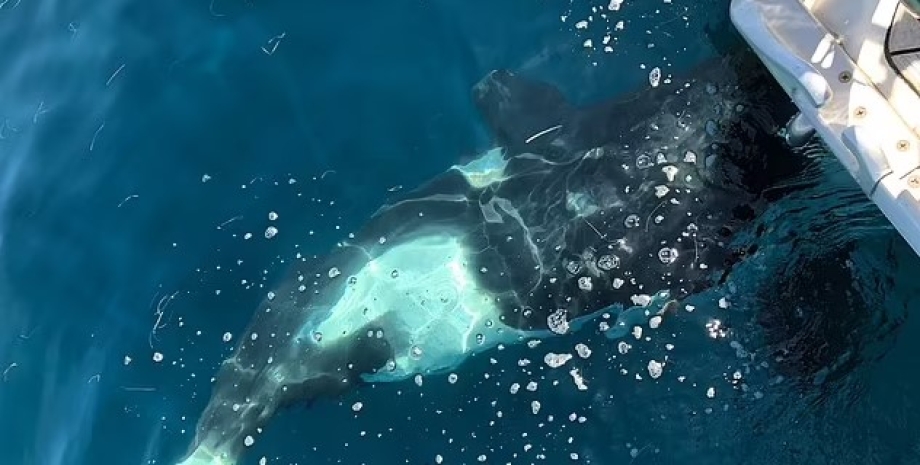 Los investigadores han llegado a la conclusión de que las ballenas se aburrieron...