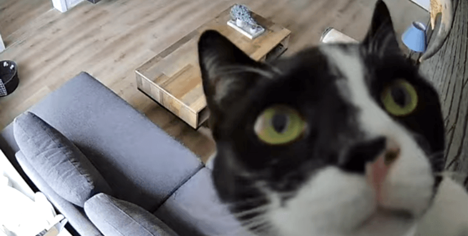 кіт вивчає камеру