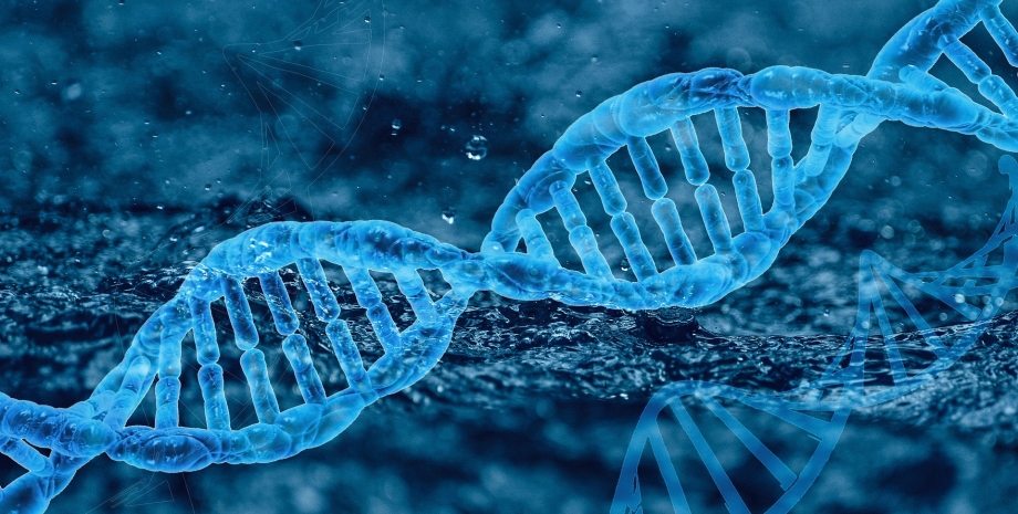 днк ДНК, ученые, исследования, гены, генетический материал, исследователи, материал, растения, животные, прошлое, зуб, останки, мерзлота, лед, ледниковый период, гоминин