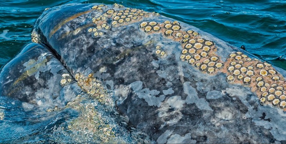 сірий кит, смерть кита