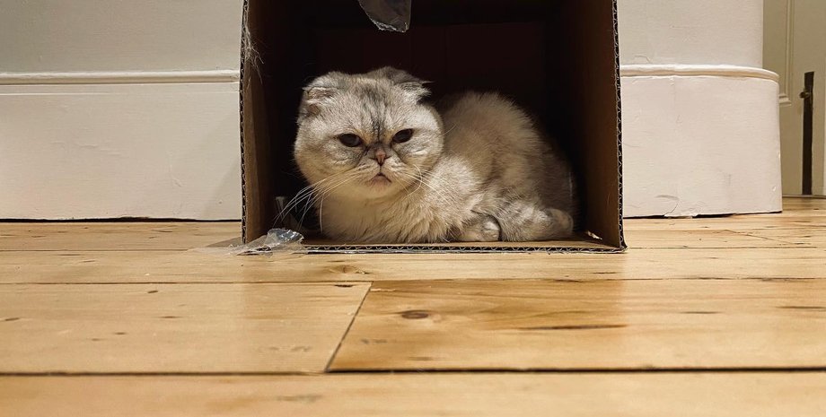 Оливия Бенсон