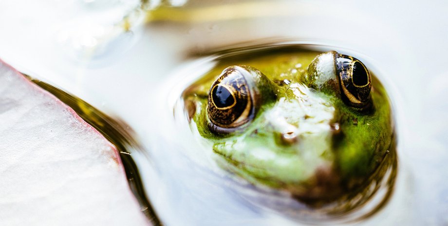 лягушки, амфибии