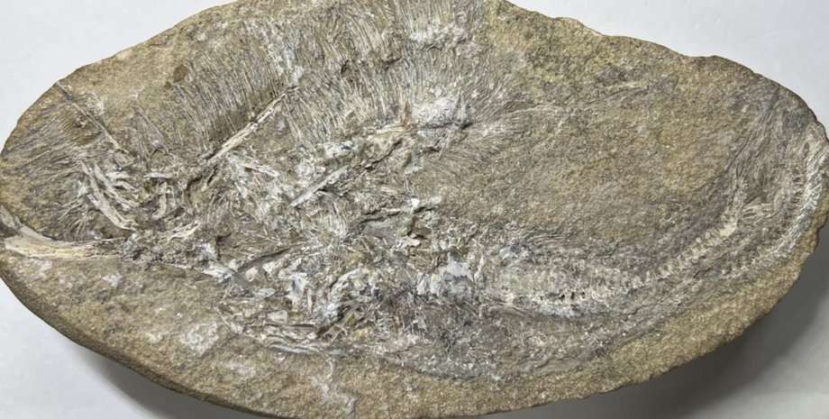 скам'яніла блювота, скам'янілість, блювотна маса, птерозавр