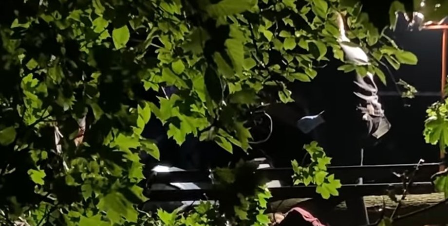 Львов, непогода, дерево, погибшие,