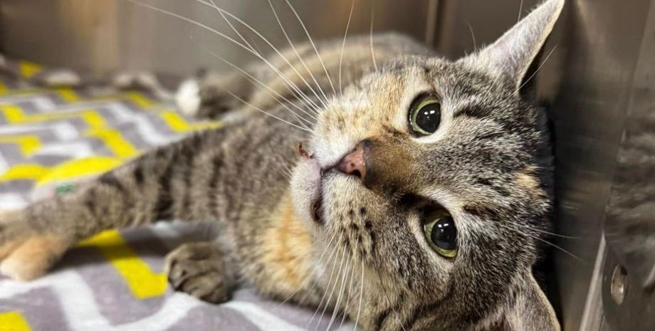 Владелец оставил кошку возле столба и написал записку с объяснением, для чего он так сделал, животные, курьезы, США