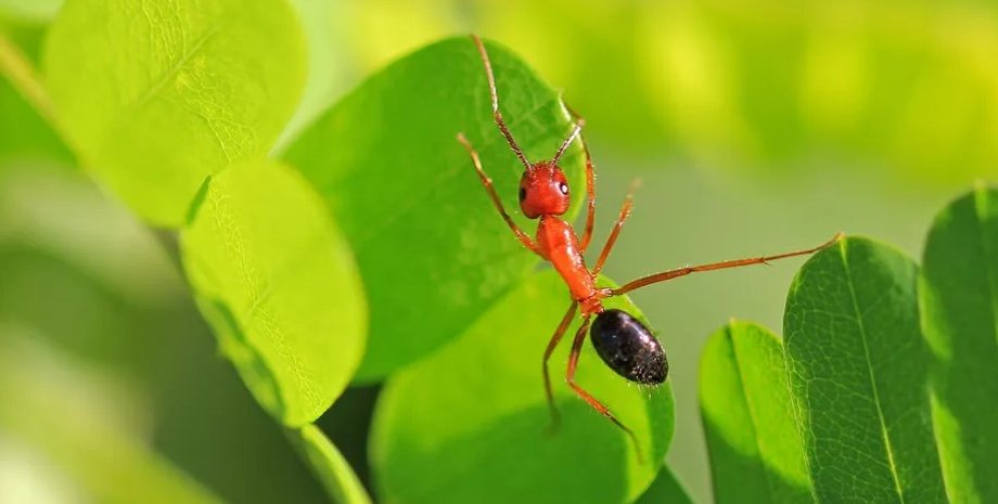 муравьи, муравьи-солдаты