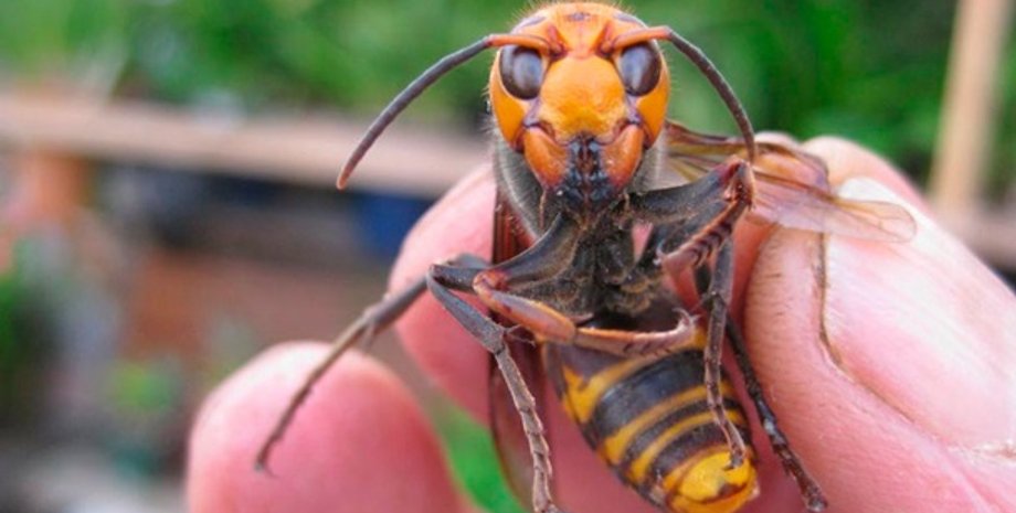 Фото: prusakam.net