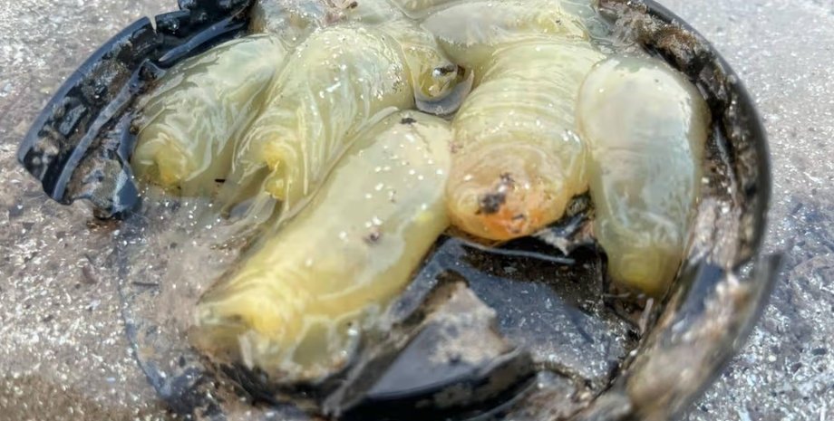 морские существа морские существа