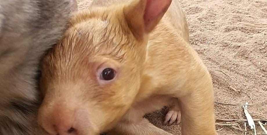 вомбат, окрас, Австралія