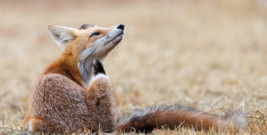 Случайно снятая баталия сокола против лисы стала вирусной