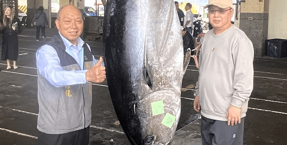 Мужчина поймал огромного тунца, черный тунец, монстр из глубин, рыба 216 кг, редкая рыба, ценная рыба, морской гигант, рыбак в с уловом,