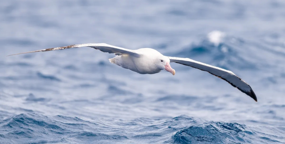 Названо найбільшого літаючого птаха у світі: розмах крил 3,5 м0