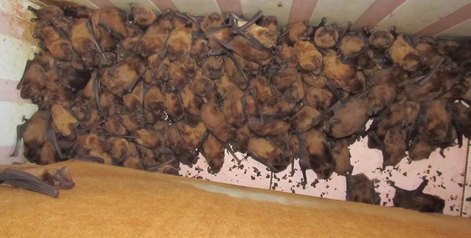 Фото: facebook.com/atbashta