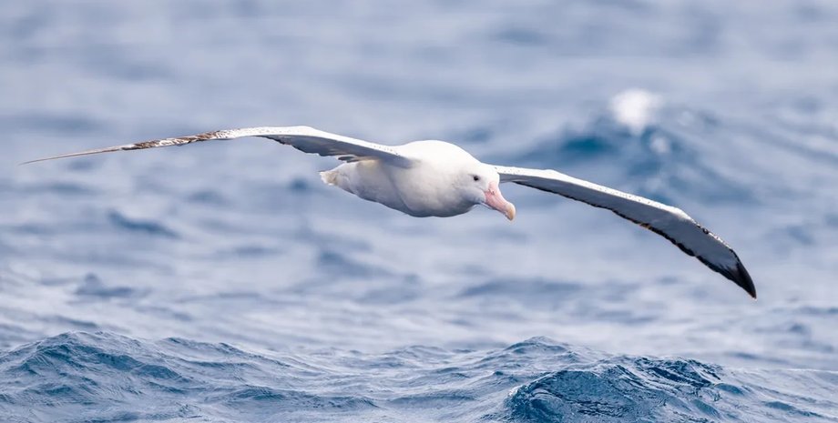 сніговий альбатрос крила