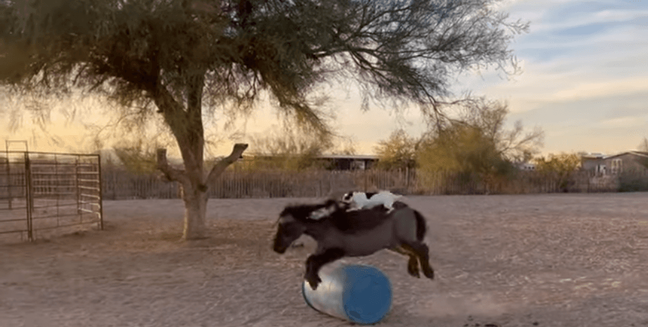 поні та терьєр