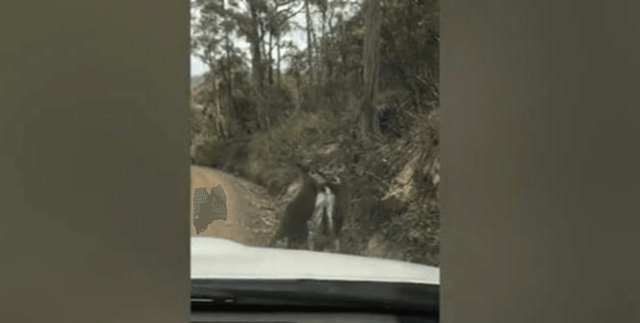 Австралия, Кенгуру, Драка, Самцы, Трасса, Джудит Брэнсон